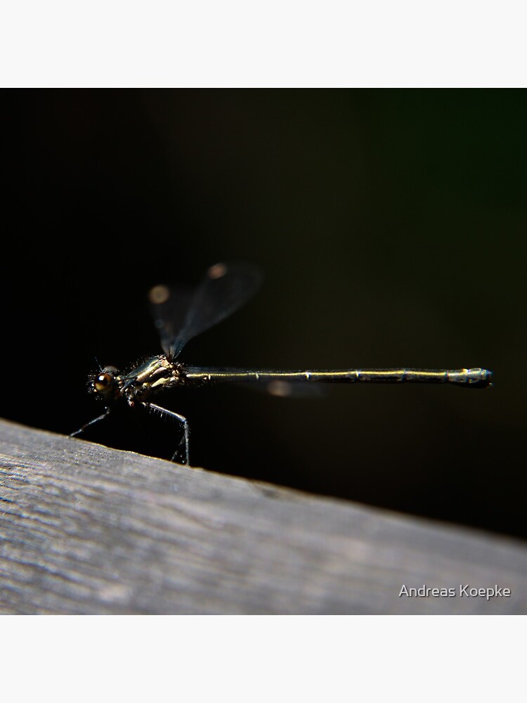 Dragonfly by mistered