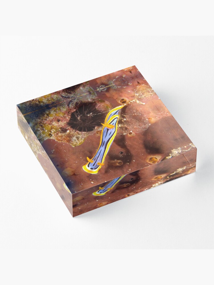 Alternate view of Nudibranch - Chromodoris elisabethina Acrylic Block