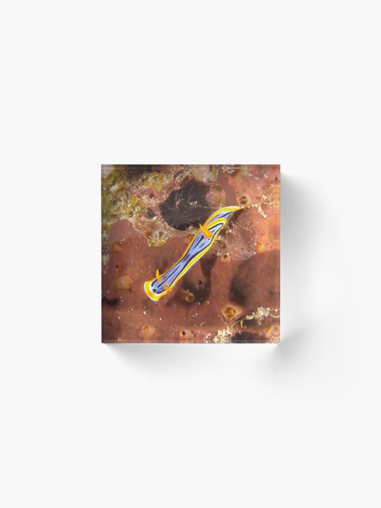 Alternate view of Nudibranch - Chromodoris elisabethina Acrylic Block