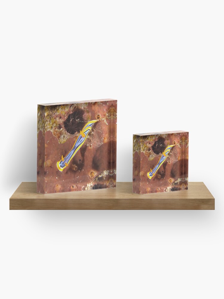 Alternate view of Nudibranch - Chromodoris elisabethina Acrylic Block