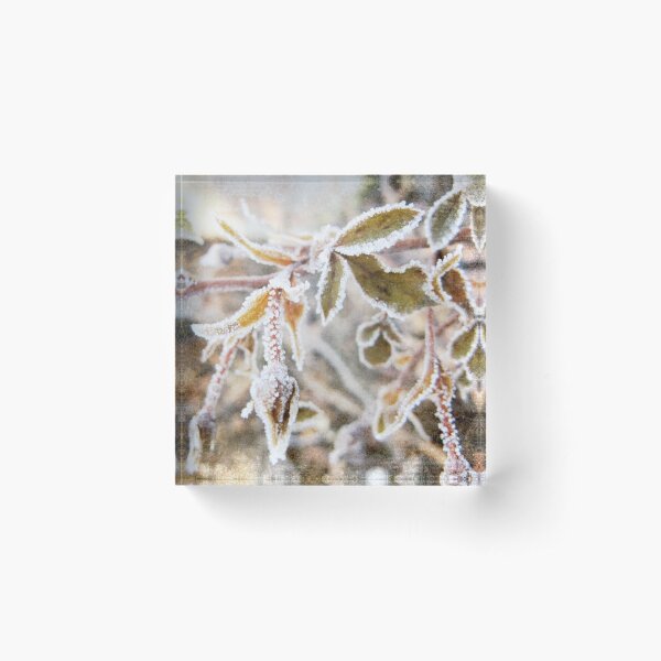 frosted rosebuds Acrylic Block