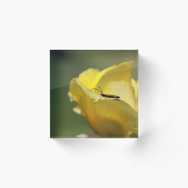Milkweed bug on yellow rose Acrylic Block