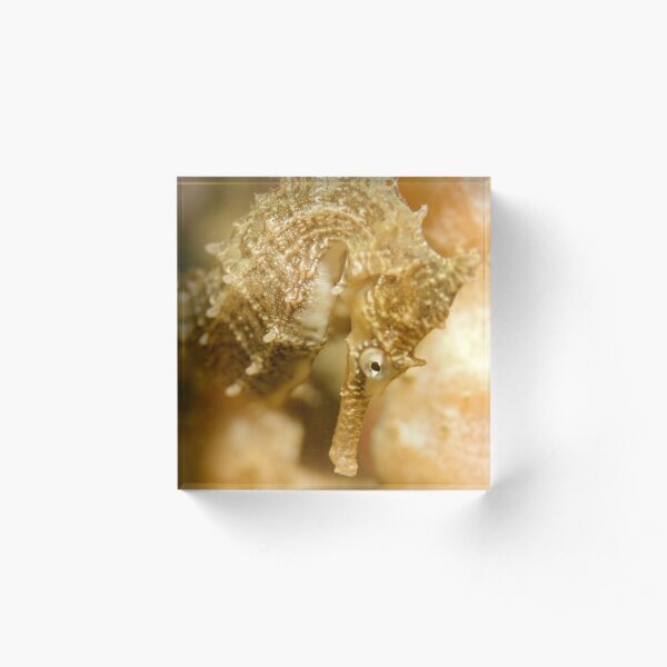 Seahorse Portrait Acrylic Block