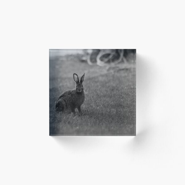 "Hunting" Rabbits Acrylic Block