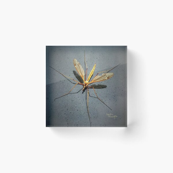 Item preview, This Bug Thinks It Owns My Car Hood designed and sold by OpheliaLamp.