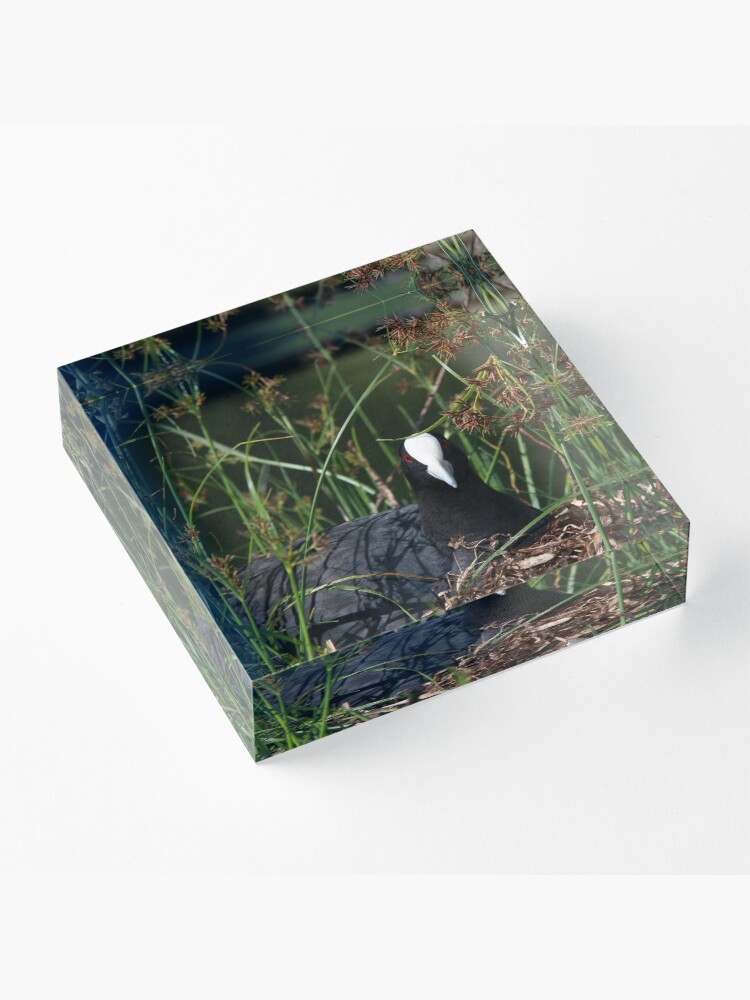 Alternate view of Eurasian Coot sitting on its nest Acrylic Block