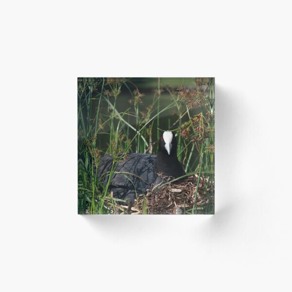 Eurasian Coot sitting on its nest Acrylic Block