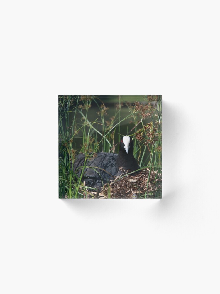 Alternate view of Eurasian Coot sitting on its nest Acrylic Block