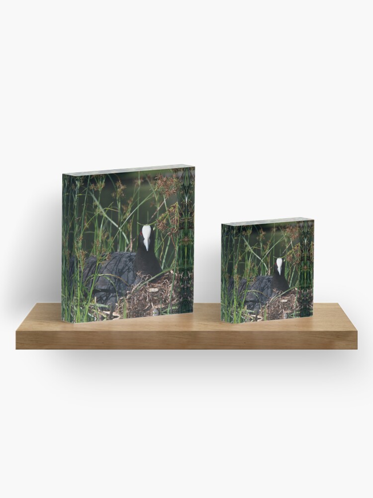 Alternate view of Eurasian Coot sitting on its nest Acrylic Block