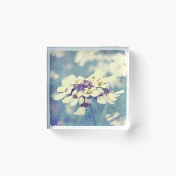 Aperçu de l'œuvre Fleurs Blanches et Violettes créée et vendue par Marc Loret.