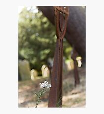 Life and Death Photographic Print