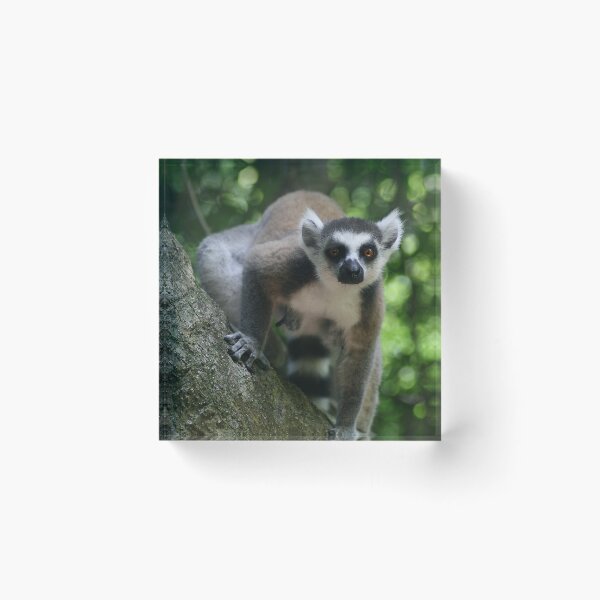 Item preview, Ringtail Lemur Staring designed and sold by Jane McDougall.