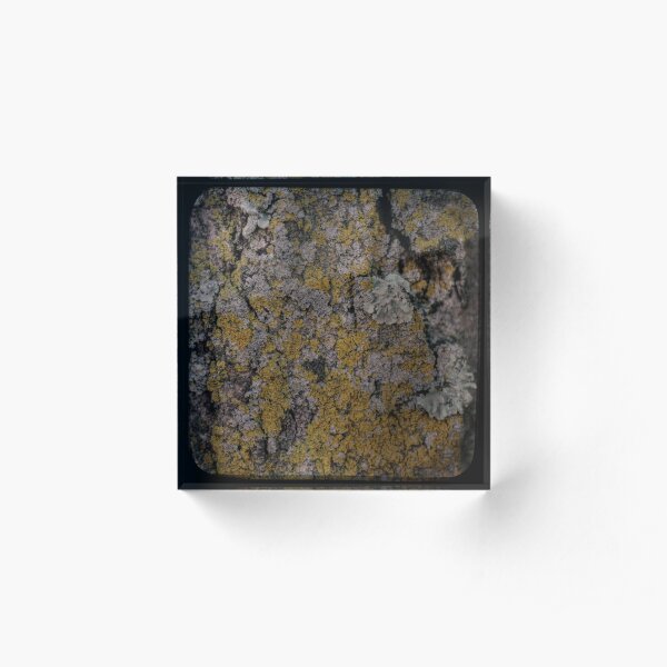 Bark & Lichen Acrylic Block