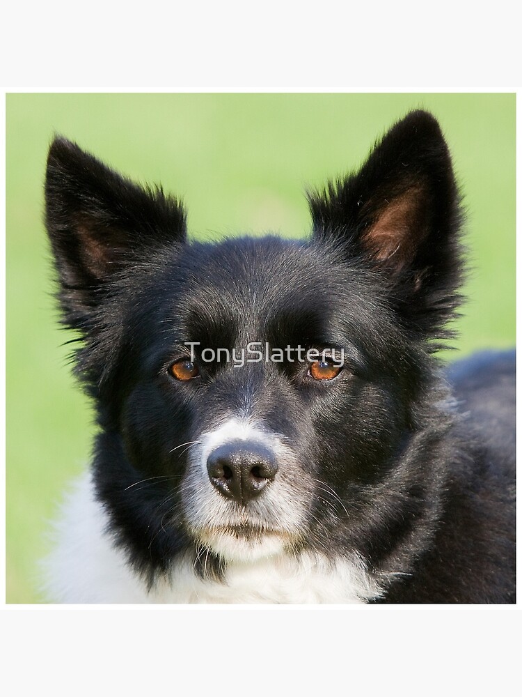 Portrait of Tammy by TonySlattery