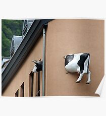 Cow House Poster