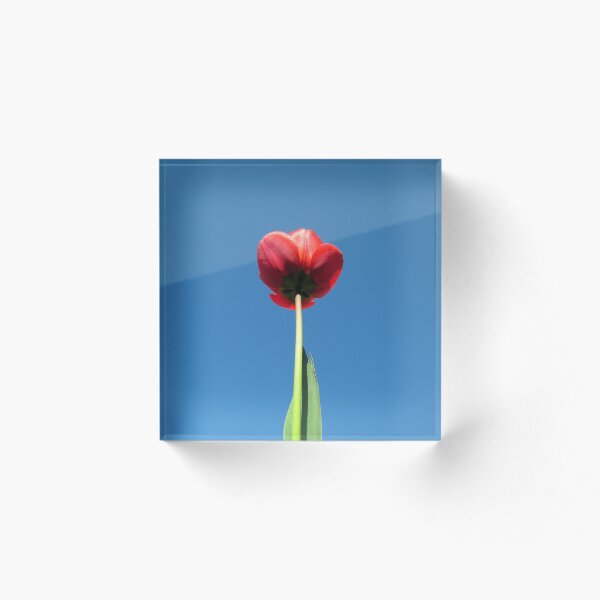 Aperçu de l'œuvre Red tulip créée et vendue par Lpixel.