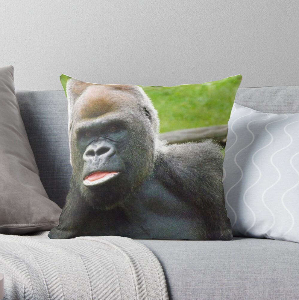 Pillow of Lowland gorilla adult male silverback in zoo, USA