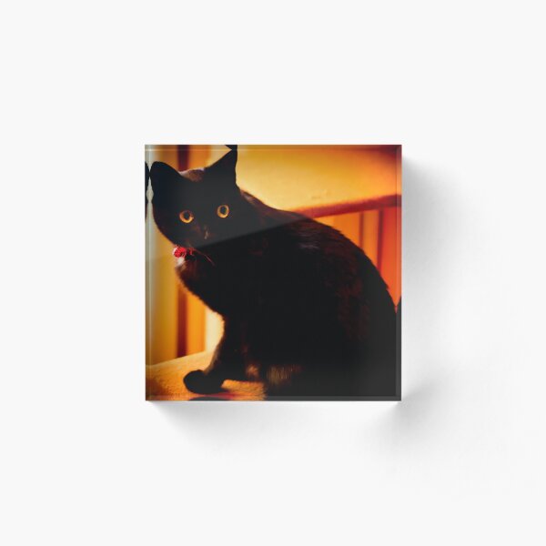 Black cat Acrylic Block