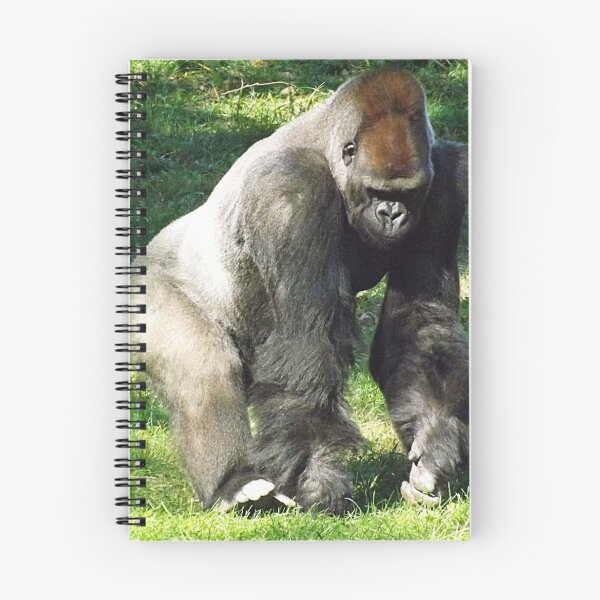 Item preview, Male Silverback Lowland Gorilla at Kansas City Zoo designed and sold by PhotosByTrish.