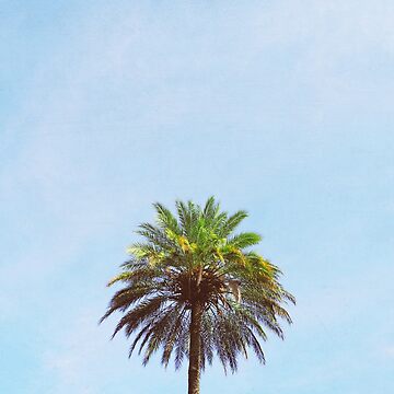 Artwork thumbnail, Palm Tree by Cassia Beck