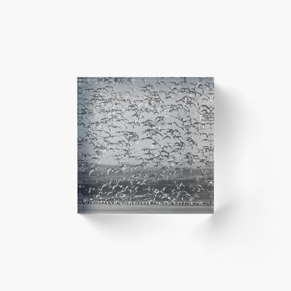 Item preview, Avian pattern - photograph designed and sold by Paul Davenport.