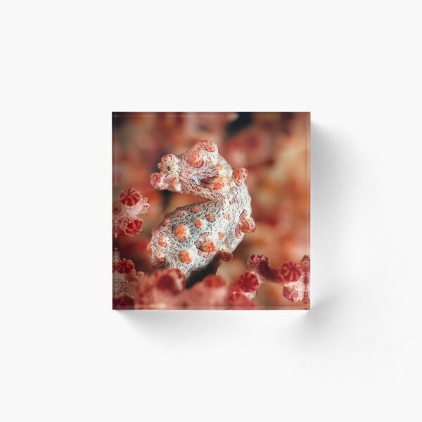 Pygmy seahorse Acrylic Block