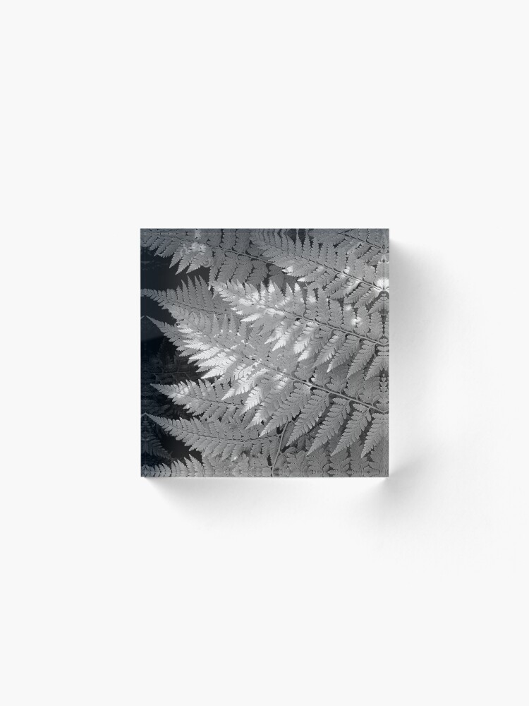 Alternate view of Ferns in dappled light Acrylic Block