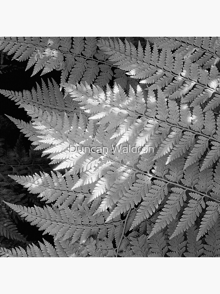 Ferns in dappled light by DuncanW