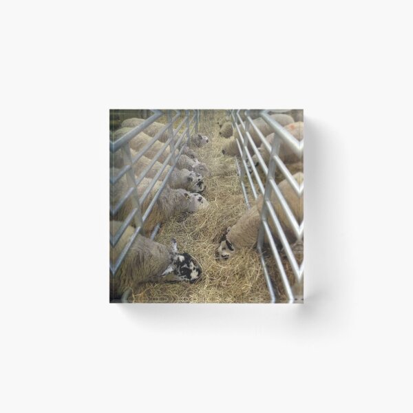 Item preview, sheep designed and sold by Robert Steadman.