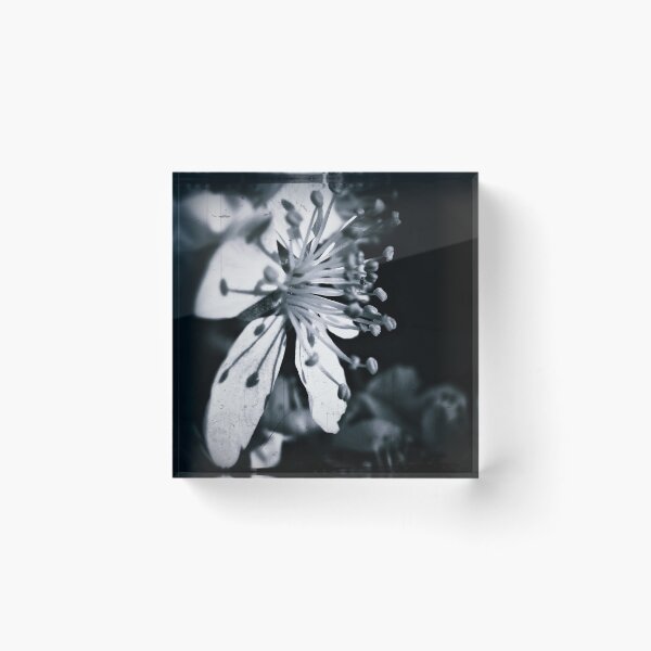 Item preview, White Blossom designed and sold by Mojca Savicki.