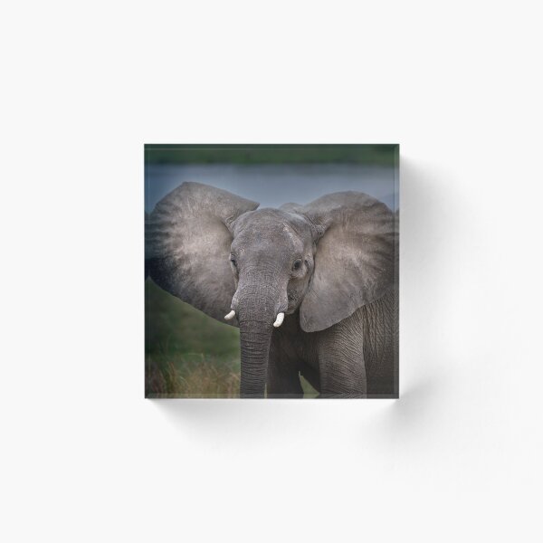 Item preview, Elephant in Lower Zambezi designed and sold by Sandra Boles.