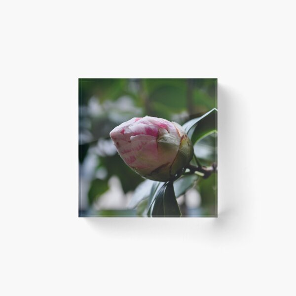 Item preview, camelia designed and sold by gary roberts.