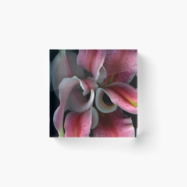 Item preview, Lily Curls designed and sold by Marsha Tudor.