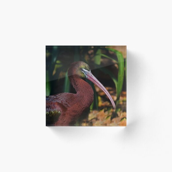 Glossy Ibis Portrait Acrylic Block