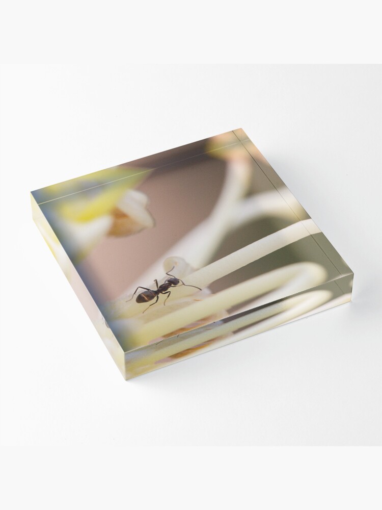 Thumbnail 3 of 5, Acrylic Block, Ants love nectar too designed and sold by Andreas Koepke.