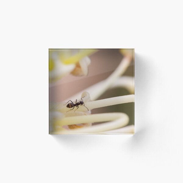 Ants love nectar too Acrylic Block