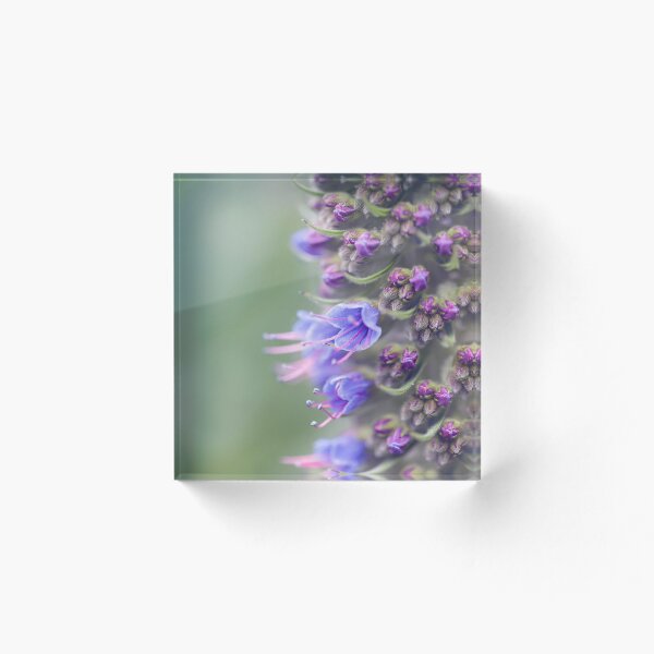 Item preview, Pride of Madeira designed and sold by Alana Stewart Photography.