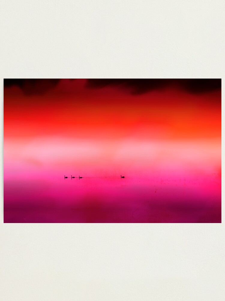Alternate view of Swan Dreaming #3 Photographic Print