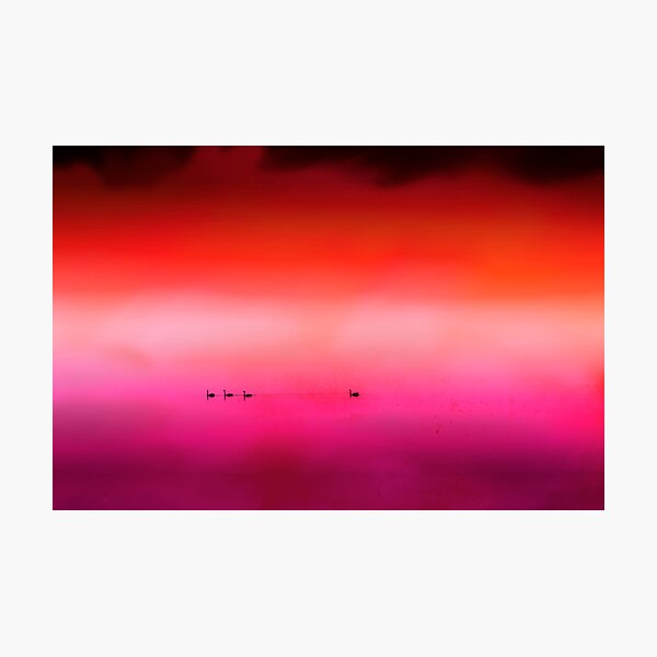 Swan Dreaming #3 Photographic Print