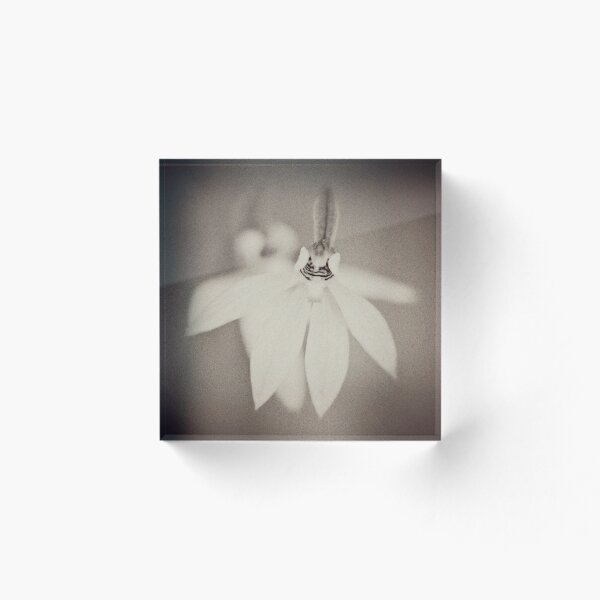 Item preview, Caladenia carnea - Pink Fingers designed and sold by Malcolm Garth.