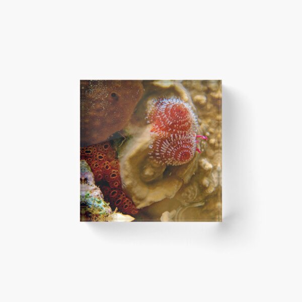 Item preview, Christmas Tree Worm Macro 3 designed and sold by Leon Heyns.