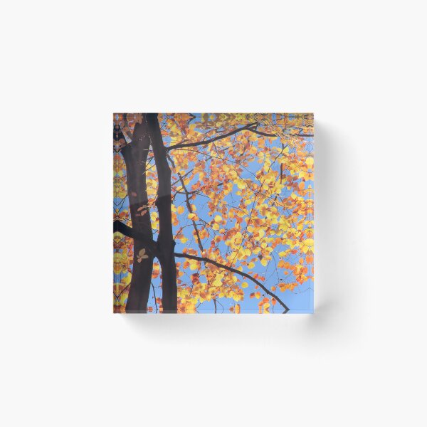 Artikelvorschau, Sunlit Beeches in Autumn entworfen und verkauft von chuckirina.