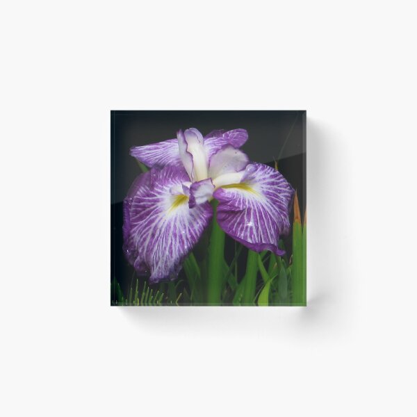 Item preview, Purple designed and sold by Gili Orr.