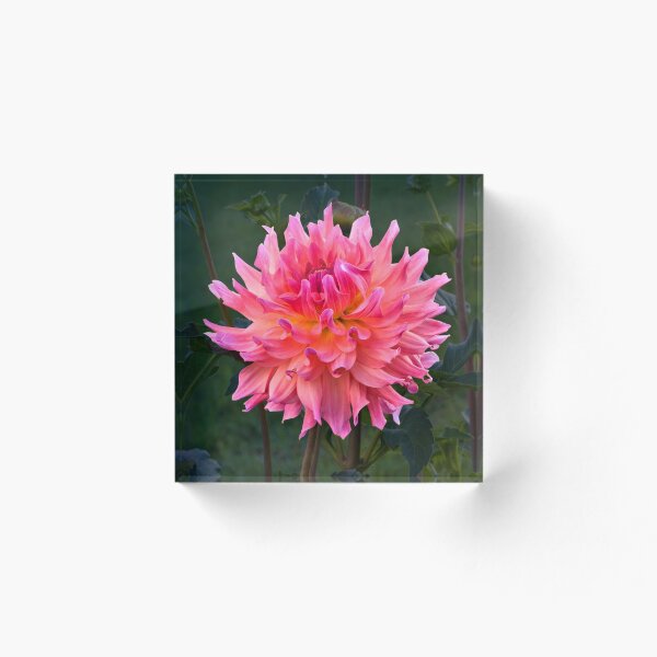 Aperçu de l'œuvre Dahlia créée et vendue par DavidHoefer.