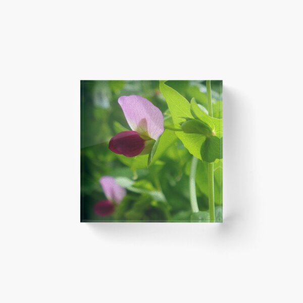 Item preview, Pink Pea Blossom designed and sold by Betty Mackey.