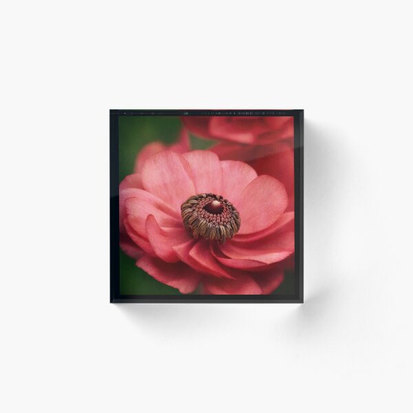 " Ranunculus " Acrylic Block