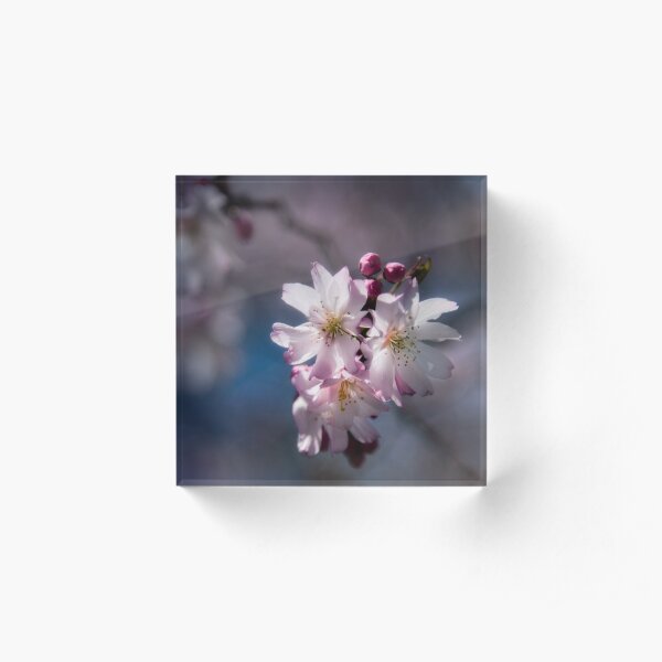 Blossoms in the Sun Acrylic Block