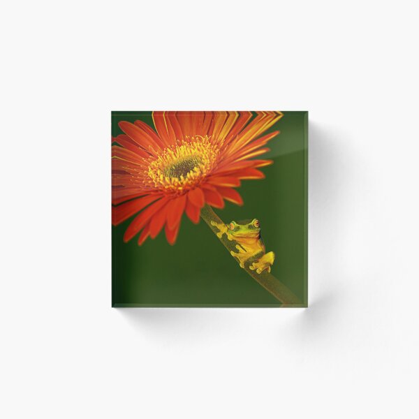 Item preview, Frog v's Gerbera designed and sold by dav15.