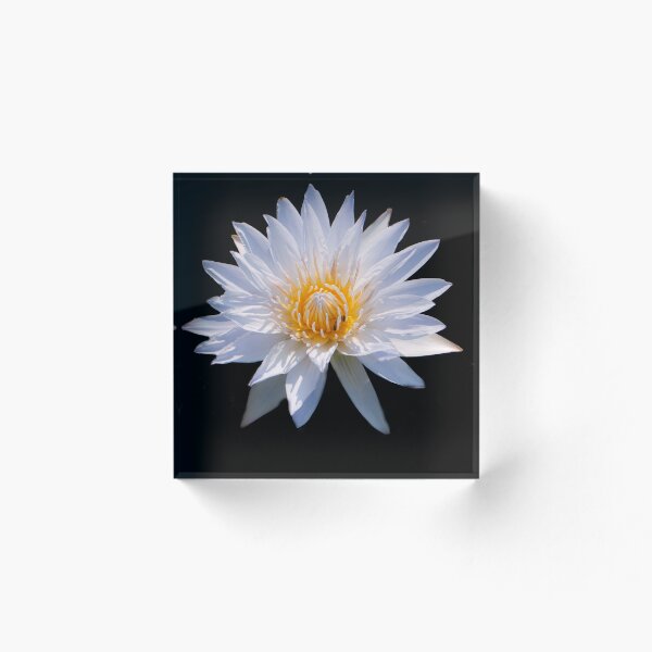 Item preview, Water Lily designed and sold by Alyssa Griggs.