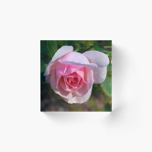 Pink rose Acrylic Block